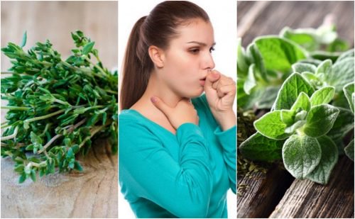 5 Plantas Medicinales Para Eliminar La Tos Con Flemas Delicias Blog 7187