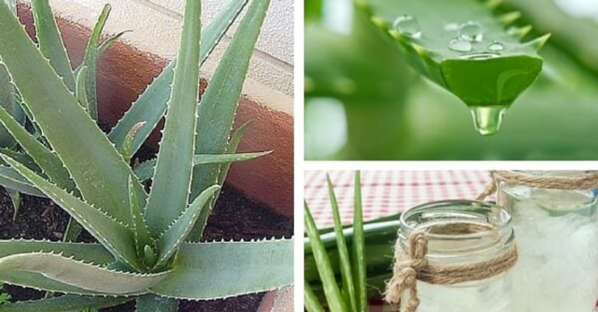 Los Beneficios De Cultivar Aloe Vera En Tu Hogar Delicias Blog 3080